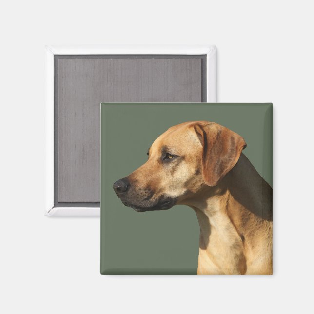 Íman Rhodesian Ridgeback (Front/Back)
