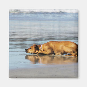 Íman Rhodesian Ridgeback - está a água fria?