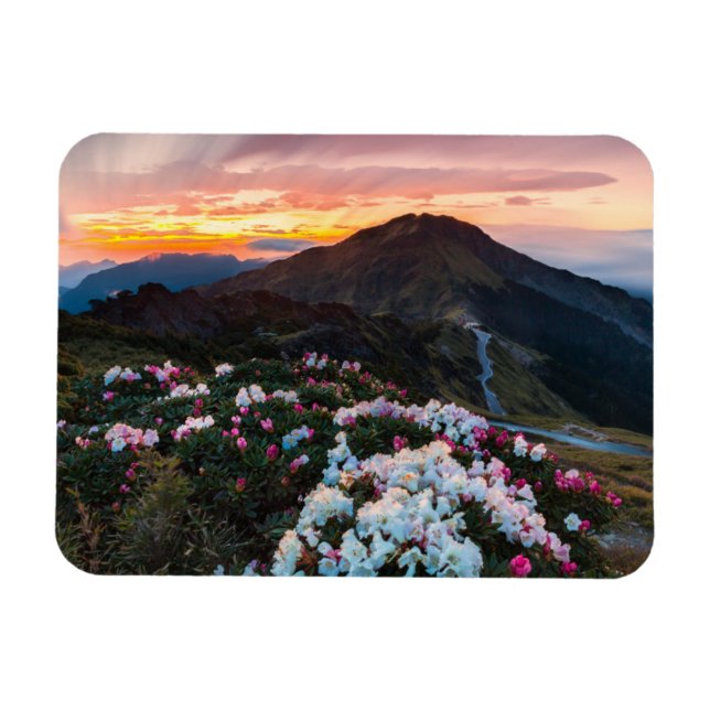 Íman Rhododendron Blooming | Parque Nacional Taroko (Horizontal)