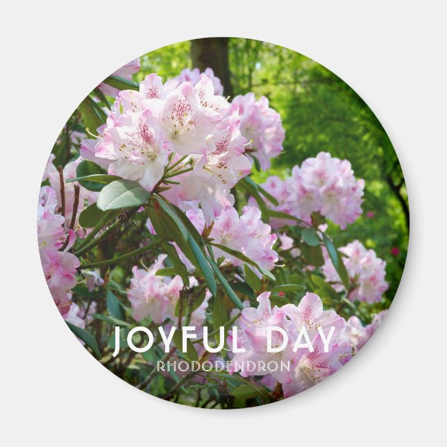 Íman Rhododendron "Joyful Day" (Frente)
