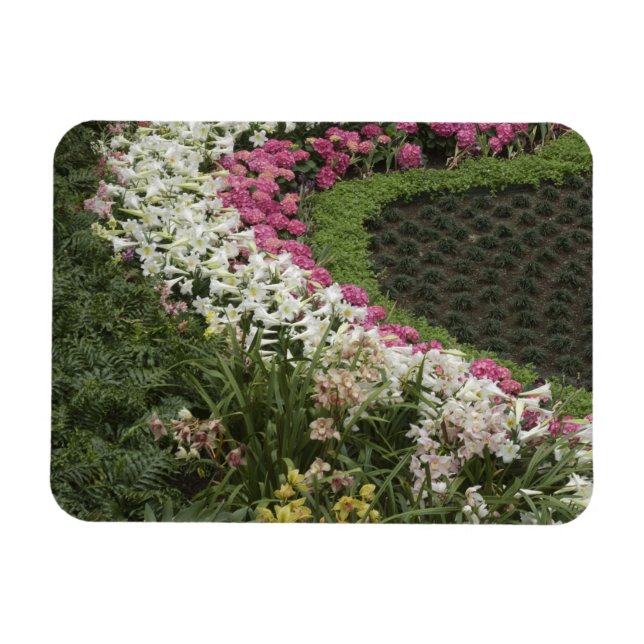 Íman Rhododendron (Rhododendron catawbiense) Heath (Horizontal)