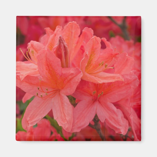 Íman Rhododendron Rosa Azalea Flores Magnet (Frente)