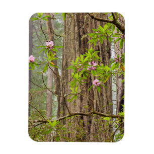 Íman Rhododendrons em Flor Parque Estadual Redwoods,