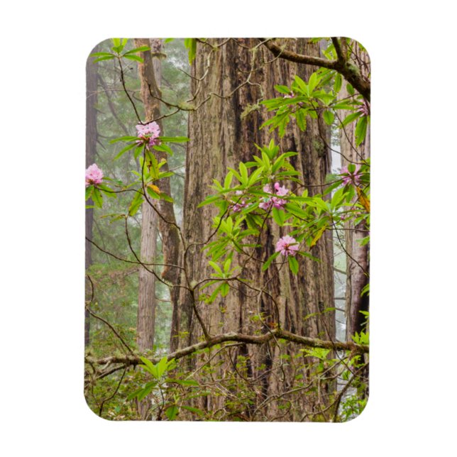 Íman Rhododendrons em Flor | Parque Estadual Redwoods,  (Vertical)