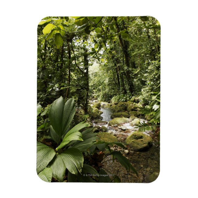 Íman riacho na floresta tropical, Dominica (Vertical)