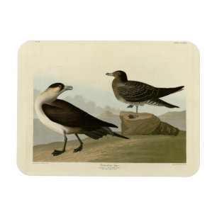 Íman Richardson's Jager das Aves da América de Audubon