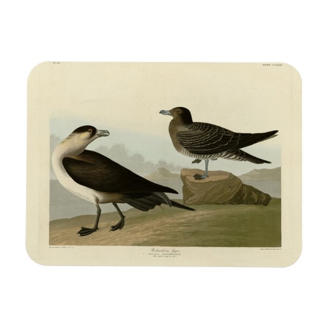 Íman Richardson's Jager das Aves da América de Audubon (Horizontal)