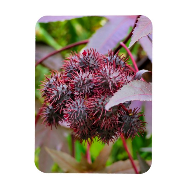 Íman Ricinus communis (Vertical)