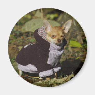 Íman Rico Chihuahua