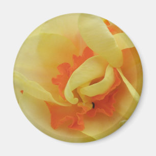 Íman Rico Daffodil Magnet