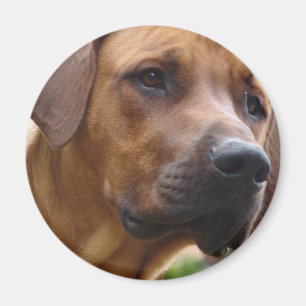 Íman Ridgeback Magnet