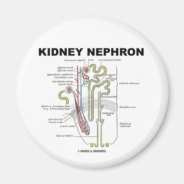 Íman Rim Nephron (Frente)