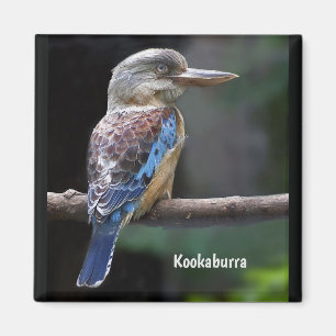 Íman Rindo de Kookaburra Bird 