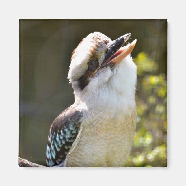 Íman Rindo de Kookaburra empoleirado no Squ postal (Frente)