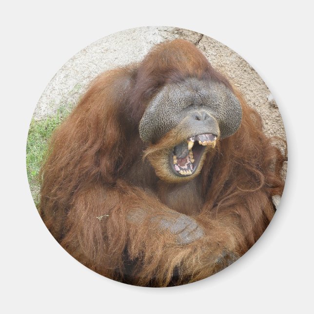 Íman Rindo de Orangutan (Frente)