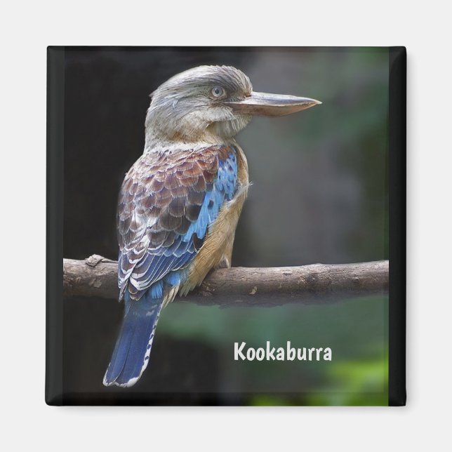 Íman Rindo do Pássaro Kookaburra (Frente)