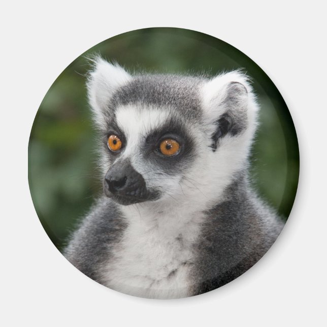 Íman Ring Lemur Magnet (Frente)