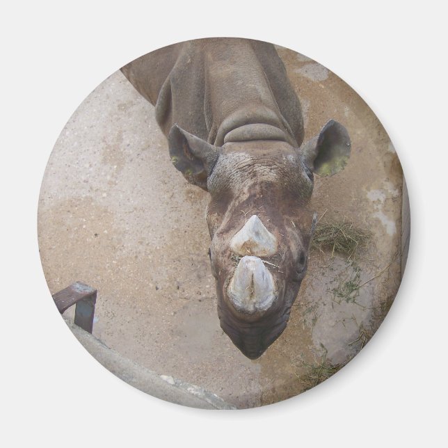 Íman Rino no zoológico de San Antonio (Frente)