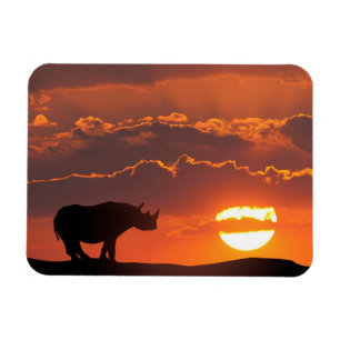Íman Rinoceronte ao pôr do sol, Masai Mara, Quênia