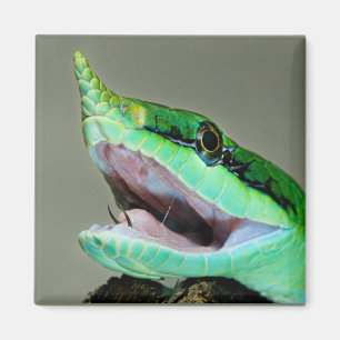 Íman Rinoceronte Cobra