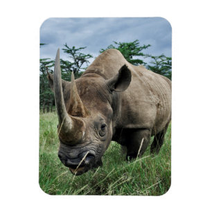 Íman Rinoceronte Negro   Quénia