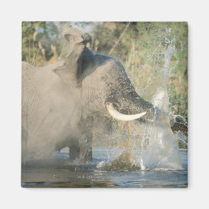 Íman Rio de Chobe, Botswana, África