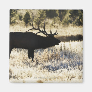 Íman Rio de Madison, Yellowstone NP, Wyoming, EUA