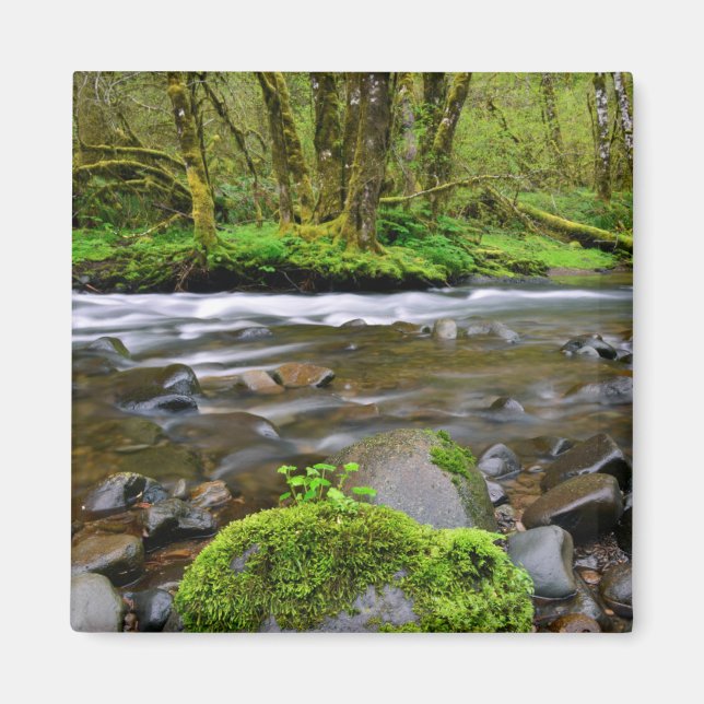 Íman Rio em floresta verde, Oregon (Frente)