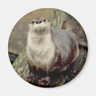 Íman Rio Otter Magnet