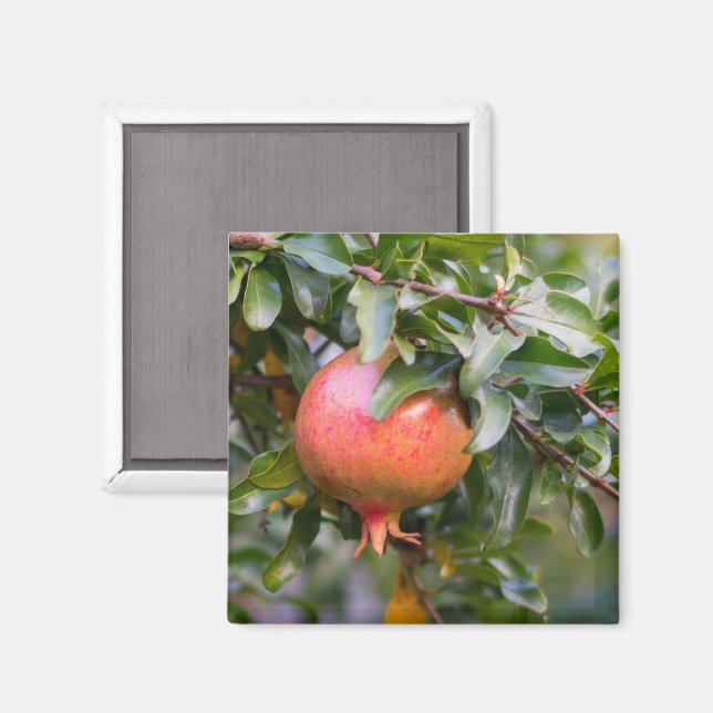 Íman Ripe Pomegranato no arbusto de folhas (Front/Back)