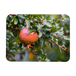 Íman Ripe Pomegranato no arbusto de folhas