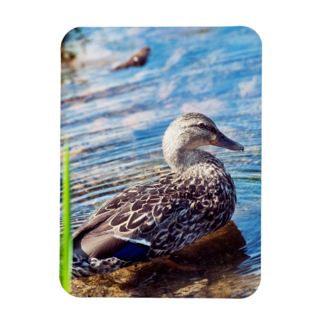 Íman Ripples de Discagem (Vertical)