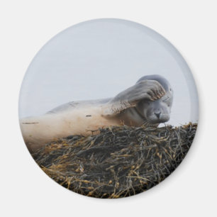 Íman Riscando o ímã do selo