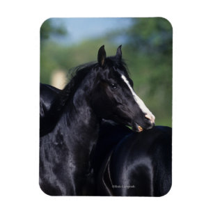 Íman Risco árabe do cavalo