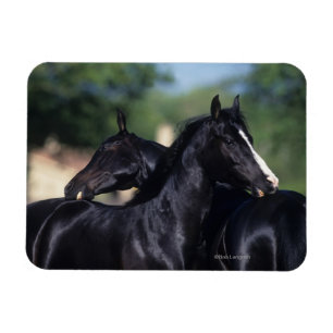 Íman Risco árabe do cavalo