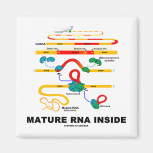 Íman RNA maduro para dentro