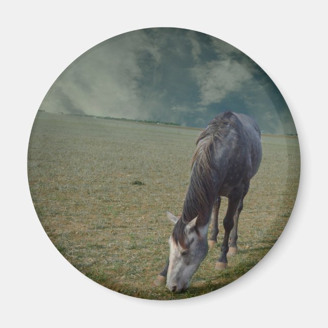 Íman Roan Horse Grazing Em Paddock (Frente)