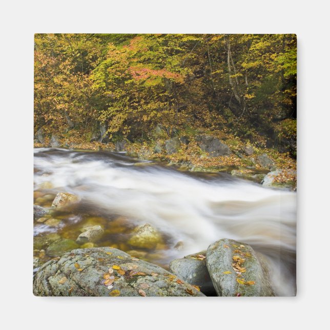 Íman Roaring Brook no outono em Vermont's Green (Frente)