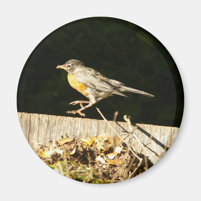 Íman Robin (Frente)