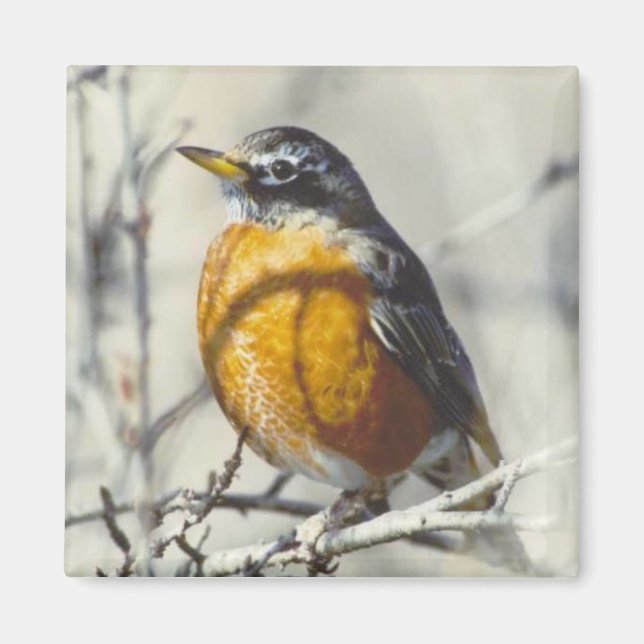 Íman Robin (Frente)