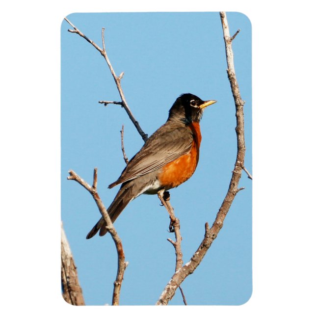 Íman Robin (Vertical)