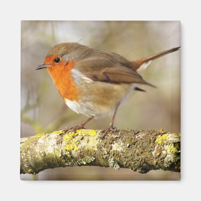 Íman Robin (Frente)