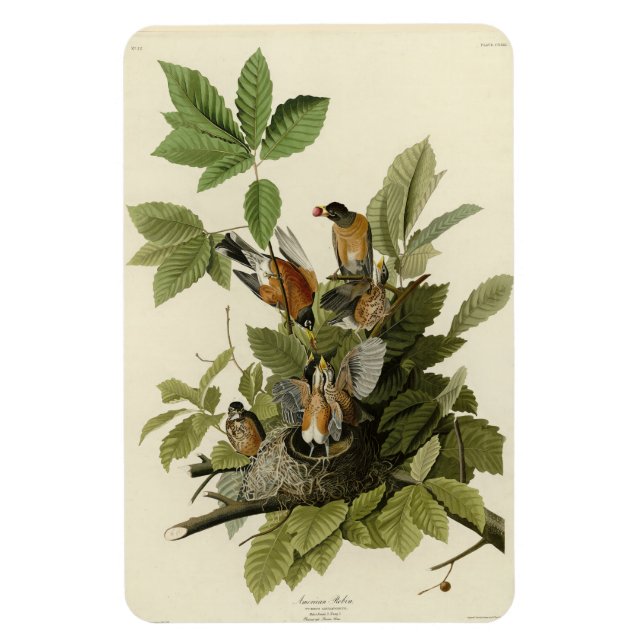Íman Robin Americano das Aves da América de Audubon (Vertical)