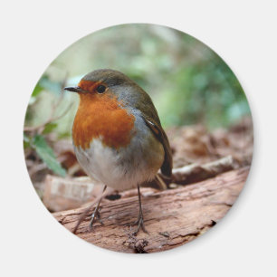 Íman Robin de peito vermelho em um Limb