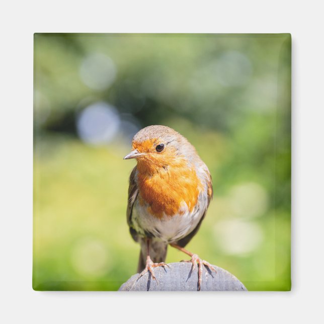 Íman Robin de Verão (Frente)