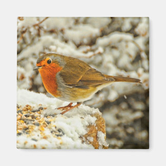 Íman Robin do Natal na neve na Escócia