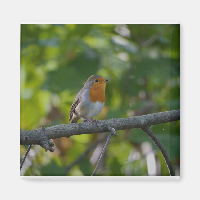 Íman Robin em espiral. (Frente)