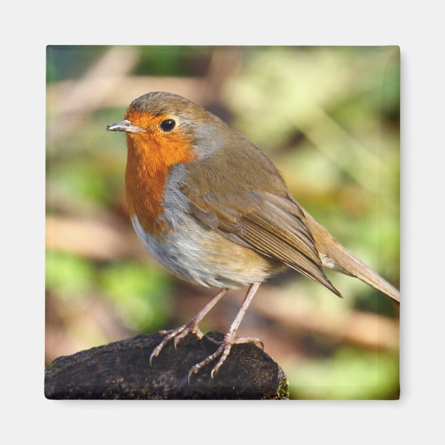 Íman Robin Magnet (Frente)