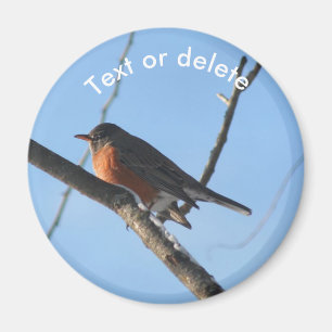 Íman Robin Na Neve Vida Selvagem Natureza Personalizada