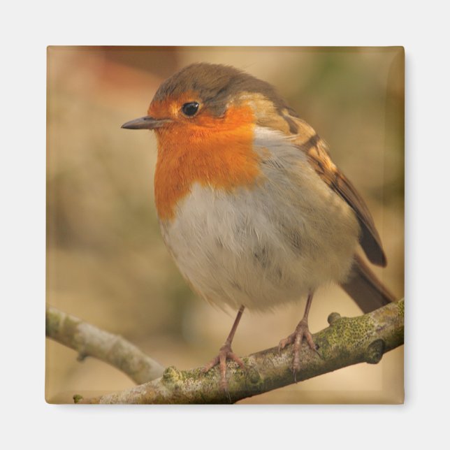Íman Robin no sol (Frente)